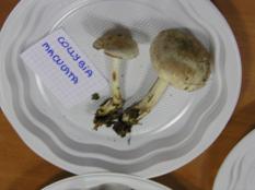 champignons de la forêt de Tronçais